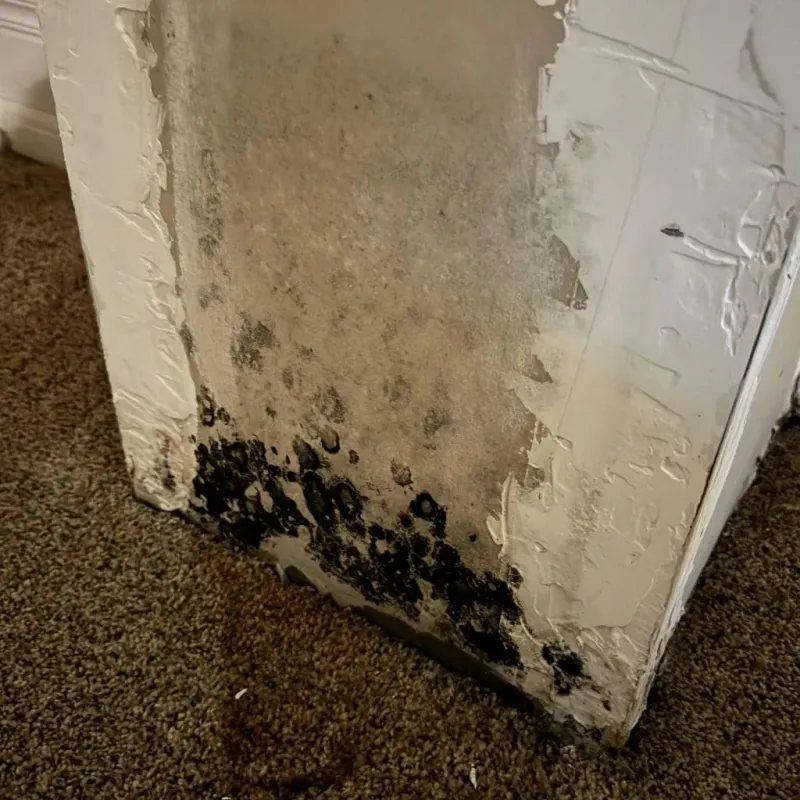 Professional Mold Removal in Varnell, GA